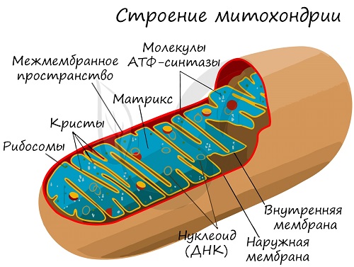 Митохондрии: Структура, функциональные механизмы и генетические особенности