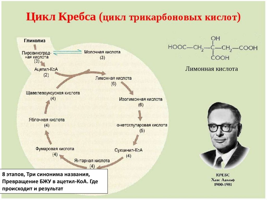 Цикл Кребса (Трикарбоновых кислот): механизм, ферментативный состав и энергетический баланс