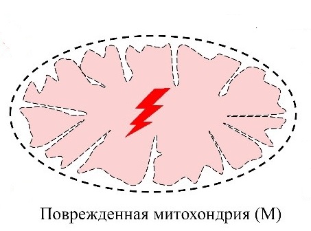 Дисфункция митохондрий